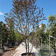 Malus Coccinella 400-450 cm cont. 230L meerstammig