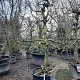 Malus d. 'Elstar' 50 cm container 30-35