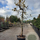 Malus d. 'Elstar' 50 cm container 30-35