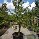 Malus d. 'Elstar' 50 cm stam container 40-50 extra