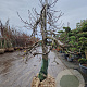 Malus d. 'Elstar' 50 cm stam container 40-50 extra
