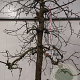 Malus d. 'Jonagold' 50 cm stam container 30-40
