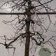 Malus d. 'Jonagold' 50 cm stam container 30-40