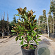Magnolia grand. 'Galissonnière' 100-125 cm 40L