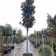 Magnolia grand. 'Galissonnière' 180 cm stam container 30-35