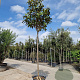 Magnolia grand. 'Galissonnière' 200 cm stam cont. 95L 14-16