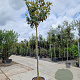 Magnolia grand. 'Galissonnière' 200 cm stam container 14-16 hoge lei