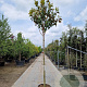 Magnolia grand. 'Galissonnière' 200 cm stam container 16-18 leiboom