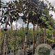 Magnolia grand. 'Galissonnière' 200 cm stam container 16-18 leiboom