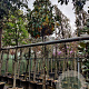Magnolia grand. 'Galissonnière' 200 cm stam container 20-25 leiboom