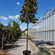 Magnolia grand. 'Galissonnière' 200 cm stam container 20-25 leiboom