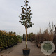 Magnolia grand. 'Galissonnière' 200 cm stam container 20-25 leiboom