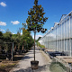 Magnolia grand. 'Galissonnière' 200 cm stam container 25-30
