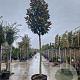 Magnolia grand. 'Galissonnière' 200 cm stam container 25-30
