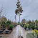Magnolia grand. 'Galissonnière' 220 cm stam container 12-14