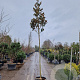 Magnolia grand. 'Galissonnière' 220 cm stam container 12-14