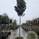 Magnolia grand. 'Galissonnière' 250 cm stam container 20-25