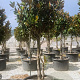 Magnolia grand. 'Galissonnière' 300-350 cm container paraplukroon