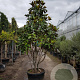 Magnolia grand. 'Galissonnière' 300-350 cm container paraplukroon