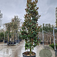 Magnolia grand. 'Galissonnière' 350-400 cm cont. 230L