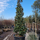 Magnolia grand. 'Galissonnière' 350-400 cm cont. 300L