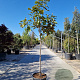 Magnolia grand. 'Goliath' 100 cm stam container 10-12HO