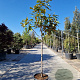 Magnolia grand. 'Goliath' 100 cm stam container 10-12HO
