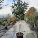Magnolia grand. 'Goliath' 100 cm stam container 10-12HO