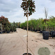 Magnolia grand. 'Goliath' 180 cm stam container 10-12 hoge lei