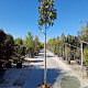 Magnolia grand. 'Goliath' 180 cm stam container 10-12 hoge lei