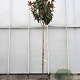 Magnolia grand. 'Goliath' 180 cm stam container 12-14 leiboom