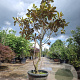 Magnolia grand. 'Goliath' 250-300 cm container meerstammig 