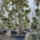 Magnolia grand. 'Goliath' 300-325 cm container