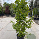 Magnolia 'George Henry Kern' 125-150 cm 25L