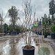 Magnolia 'George Henry Kern' 125-150 cm 25L