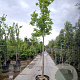 Magnolia kobus 200 cm stam container 20-25 leiboom