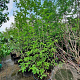 Magnolia kobus 300-350 cm container meerstammig