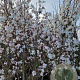 Magnolia loebneri 'Merrill' 250-300 cm container meerstammig