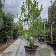 Magnolia loebneri 'Merrill' 250-300 cm container meerstammig