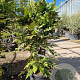 Mahonia media 'Charity' 100-125 cm 30L