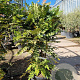 Mahonia media 'Charity' 100-125 cm 30L
