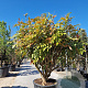 Mahonia media 'Charity' 200-250 cm container 80 stam