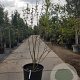Magnolia soulangeana 200-250 cm container extra