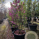 Magnolia 'Susan' 200-250 cm container extra