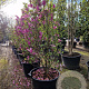 Magnolia 'Susan' 200-250 cm container extra