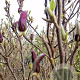 Magnolia 'Susan' 200-250 cm container extra