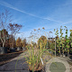 Miscanthus sinensis A kwaliteit 15L