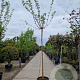 Morus alba 'Fruitless' 220 cm stam container 12-14