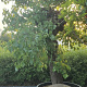 Morus alba 140 cm stam container 80-100 bol
