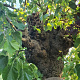 Morus alba 140 cm stam container 80-100 bol
